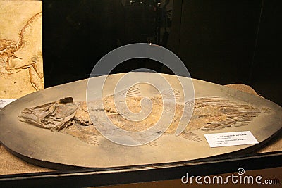 This is ancient animal fossil. Editorial Stock Photo